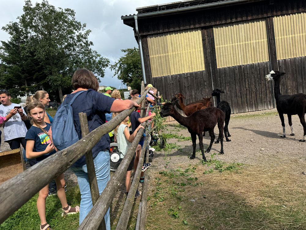 Alpacas