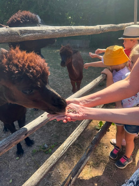Alpacas