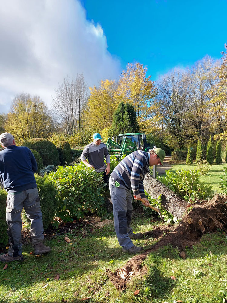 Helfer beim Baum fällen