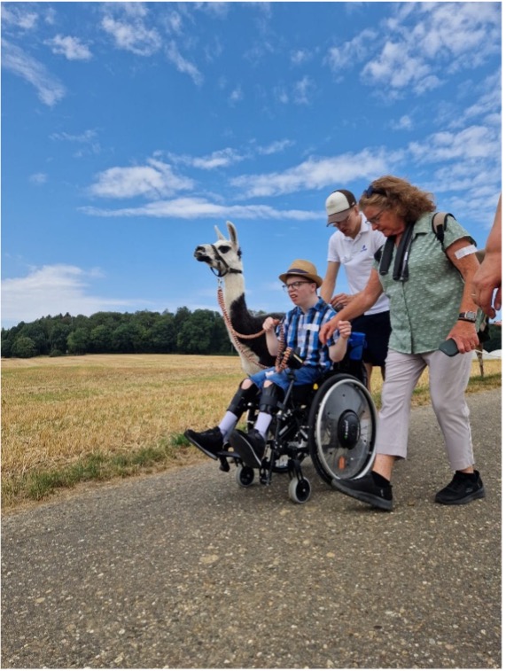 Alpaca Wanderung mit Rollstuhl
