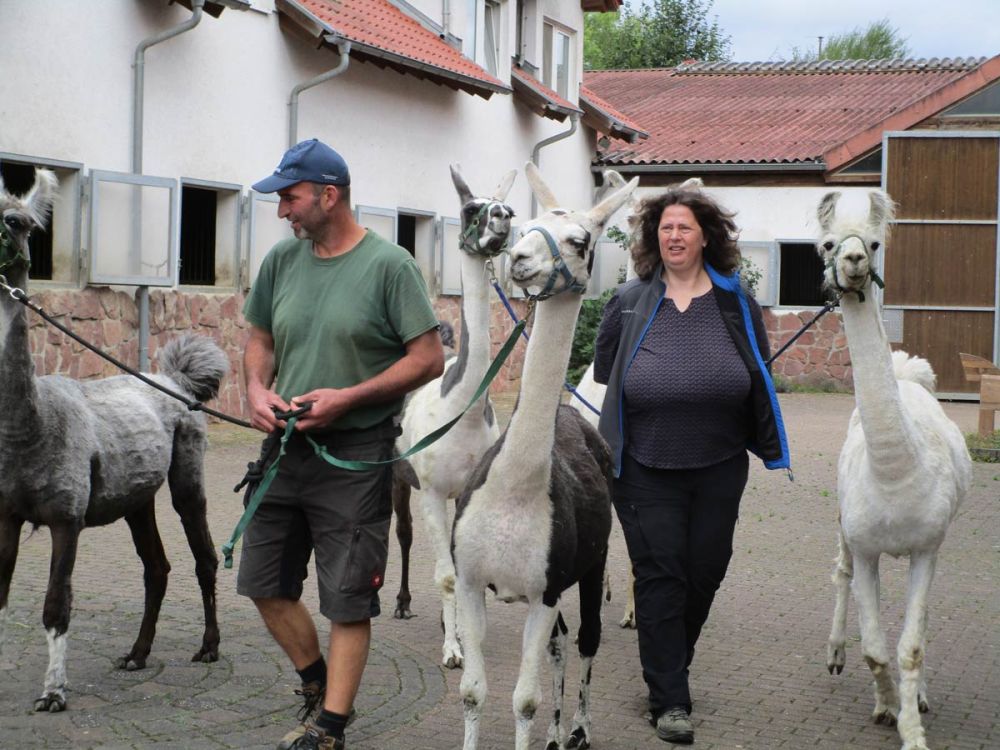 Lamas