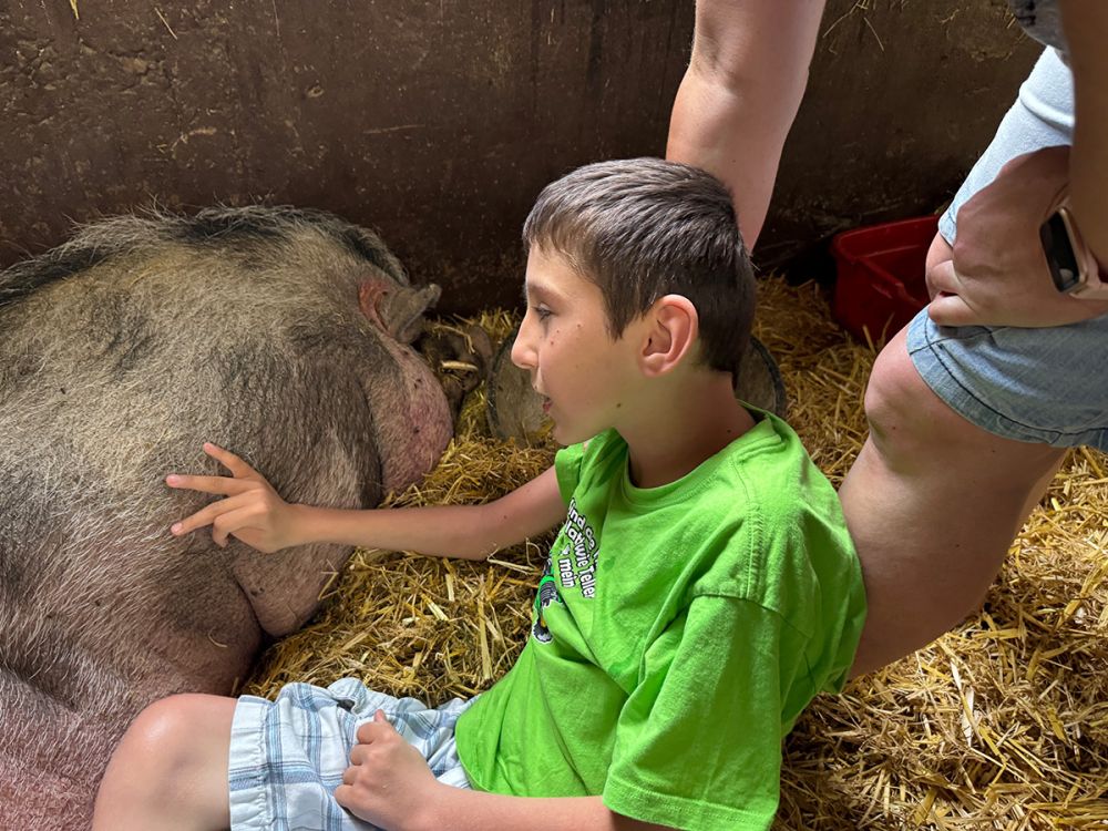 Schwein streicheln