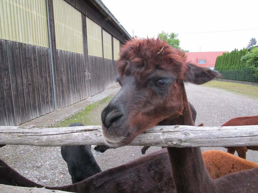 Alpaca