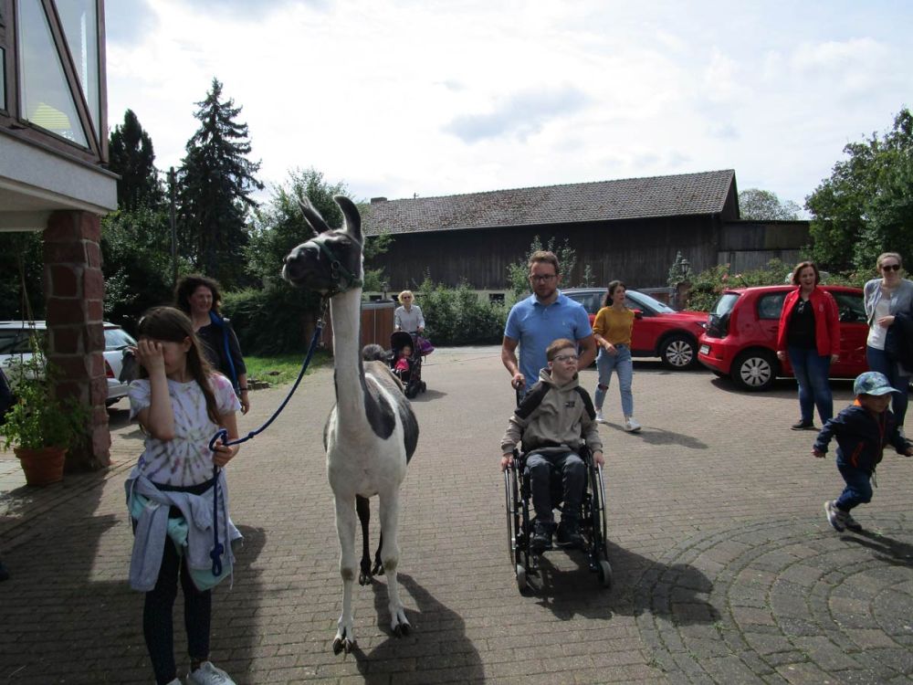 Spaziergang mit Lamas