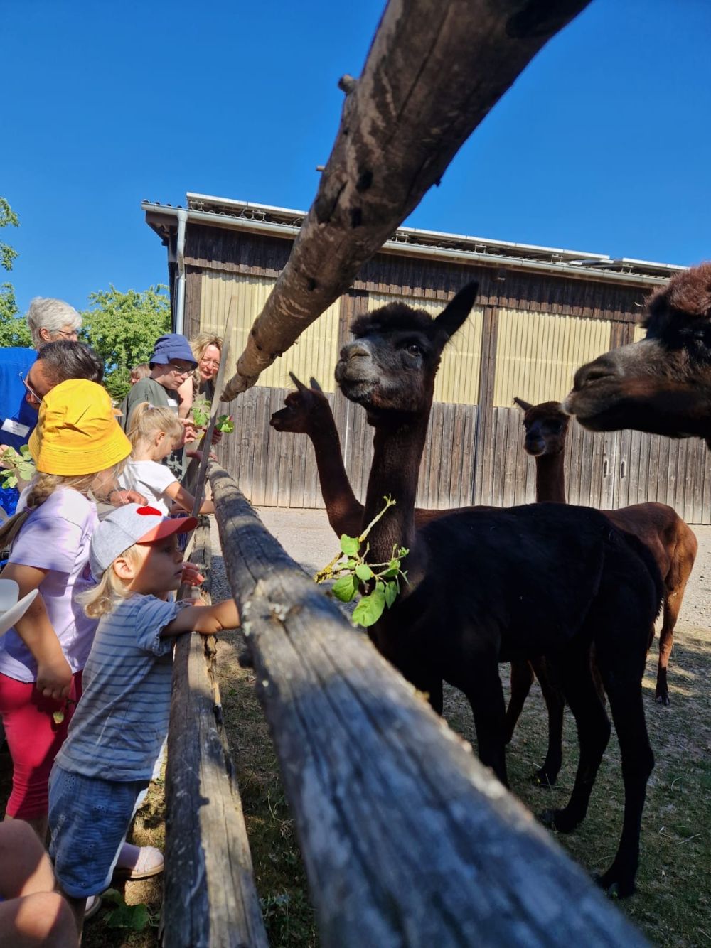 Alpacas