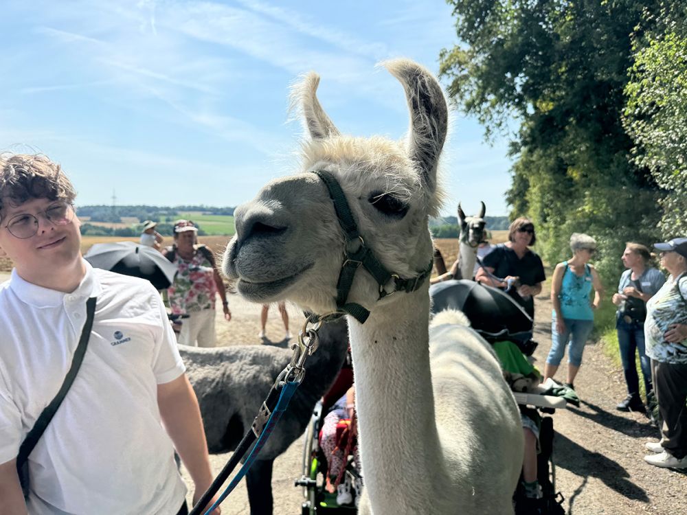 Alpaca